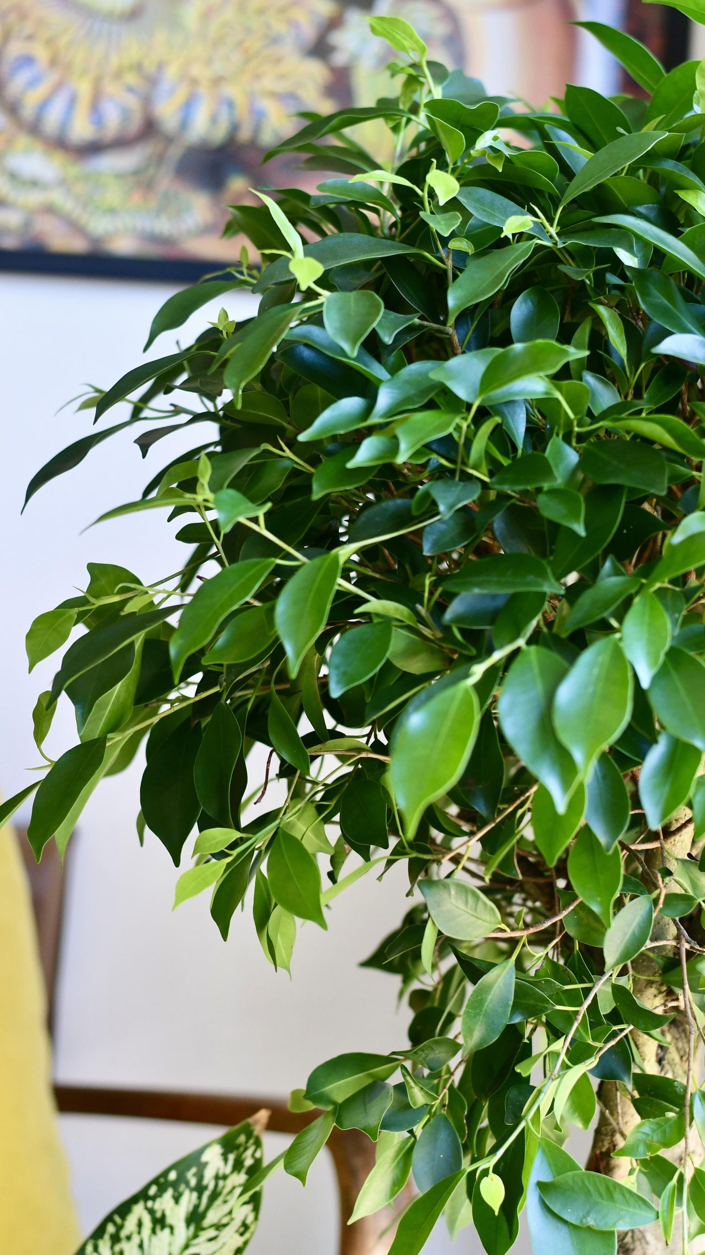 Indian Laurel - Ficus Nitida