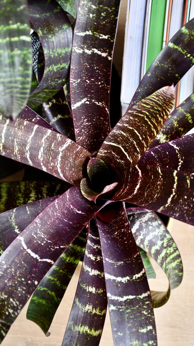 Vriesea fostering Red Chestnut