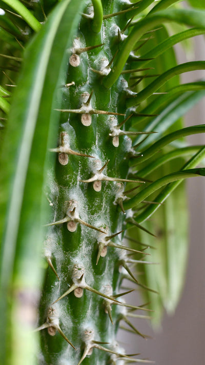 Pachypodium Lamerei