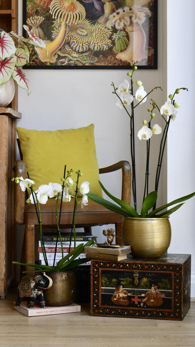 White Phalaenopsis Orchid & Tembesi Pot