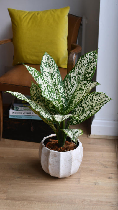 Dieffenbachia White Etna *Rare*