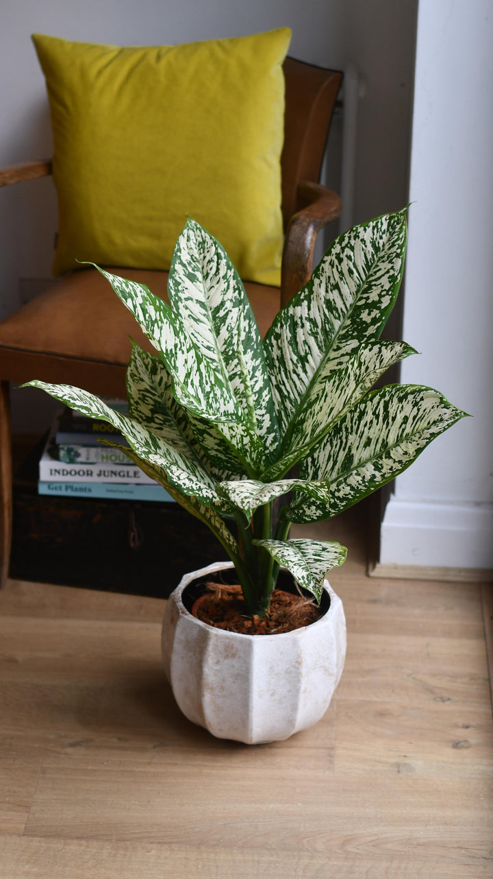 dieffenbachia white etna care Dieffenbachia White Etna | Dumb Cane