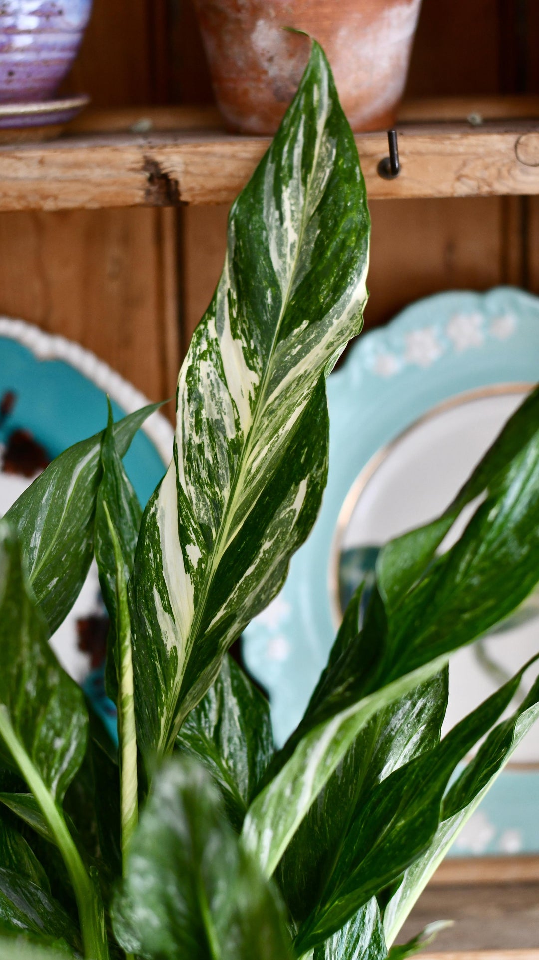 Variegated Spathiphyllum diamond – Happy Houseplants