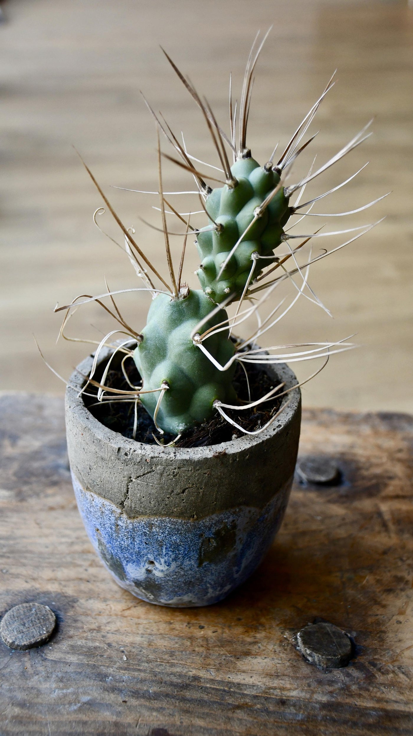 Tephrocactus Aoracanthus Var. P