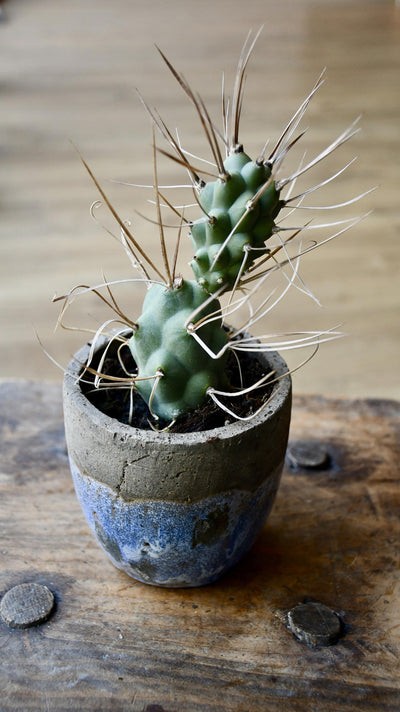Tephrocactus Aoracanthus Var. P