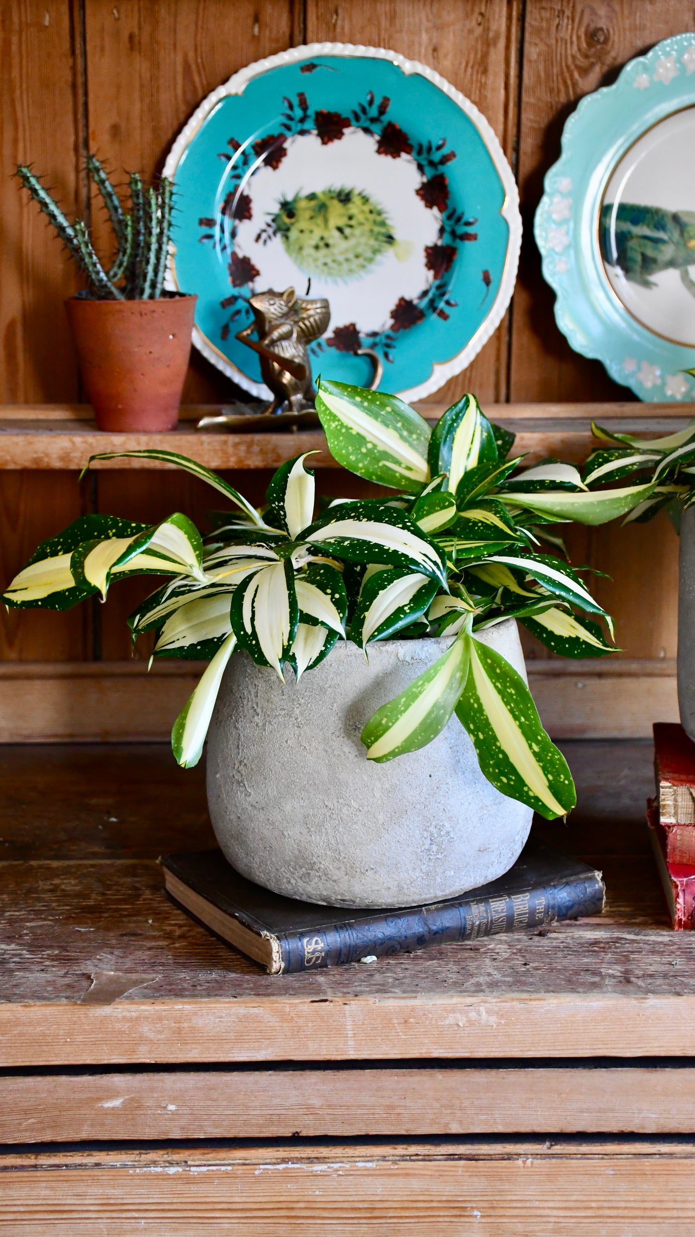 dracaena surculosa milky way for sale Dracaena Surculosa 'Milky Way'
