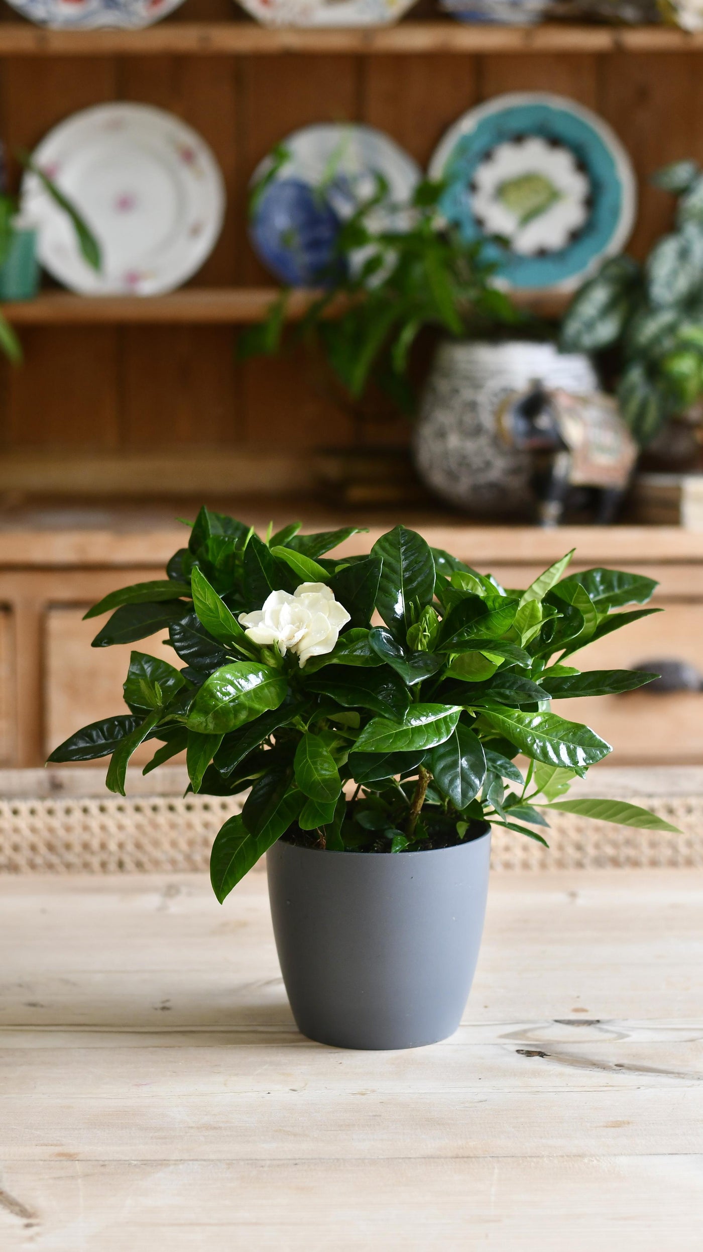 Gardenia Jasminoides (White Jasmine)