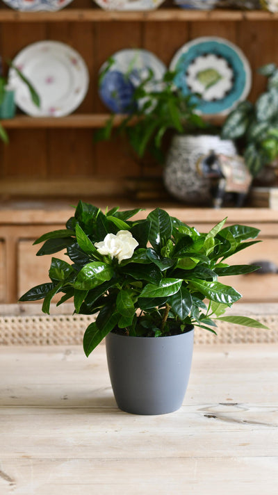 Gardenia Jasminoides (White Jasmine)