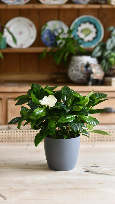 Gardenia Jasminoides (White Jasmine) & pot