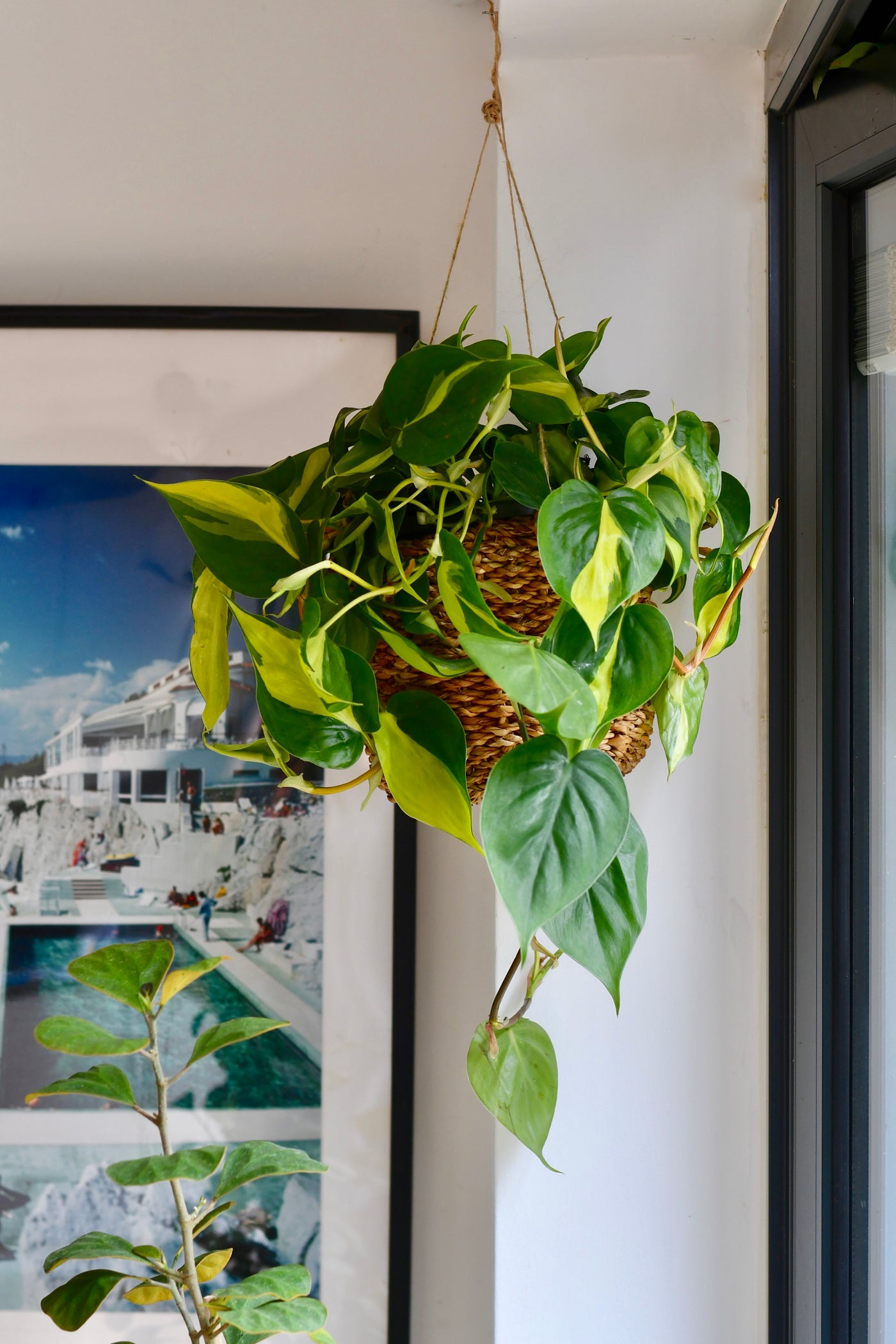 large philodendron brasil Hanging Philodendron Scandens Brasil