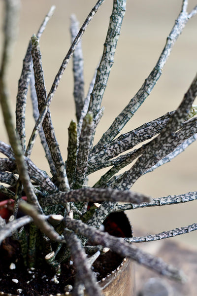 Euphorbia Platyclada (Dead Plant)