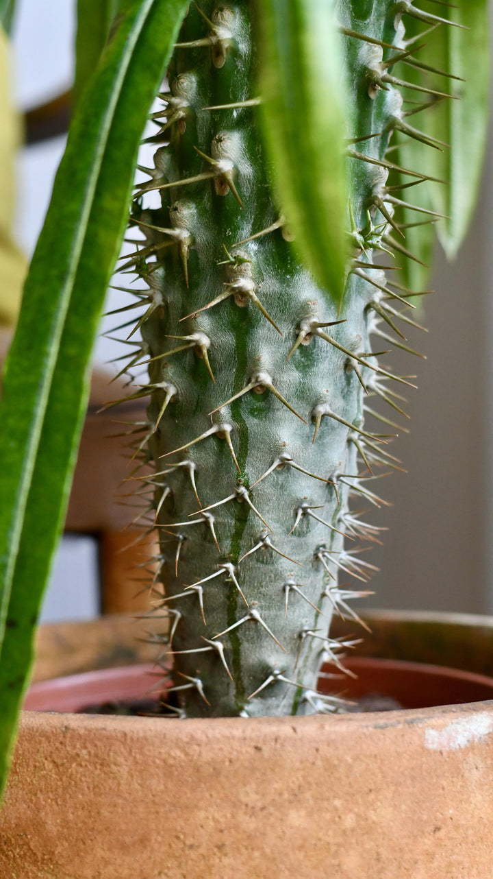 is madagascar palm toxic to cats XL Pachypodium Lamerei | Buy Now
