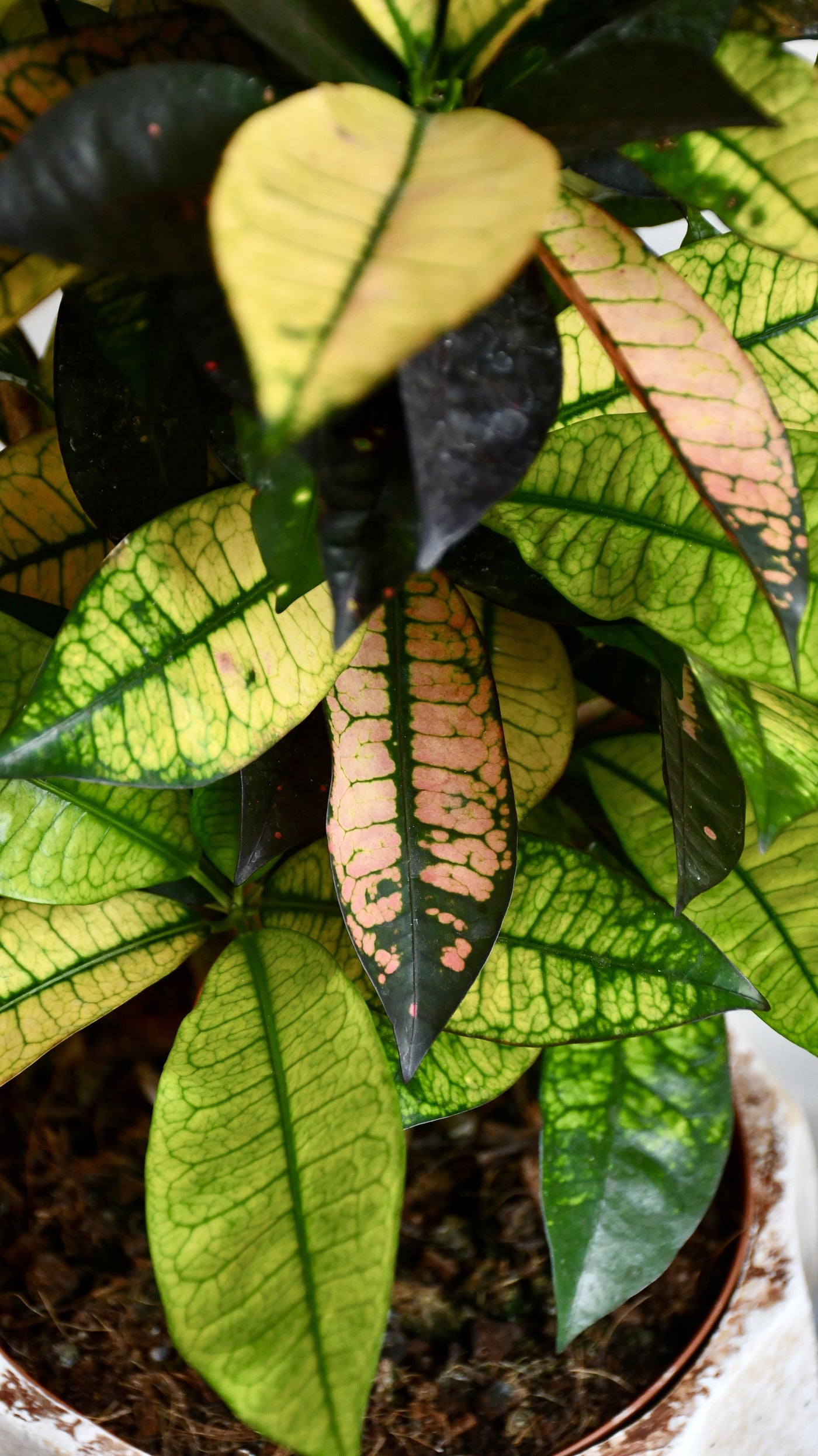 Small Codiaeum 'Mrs Iceton'