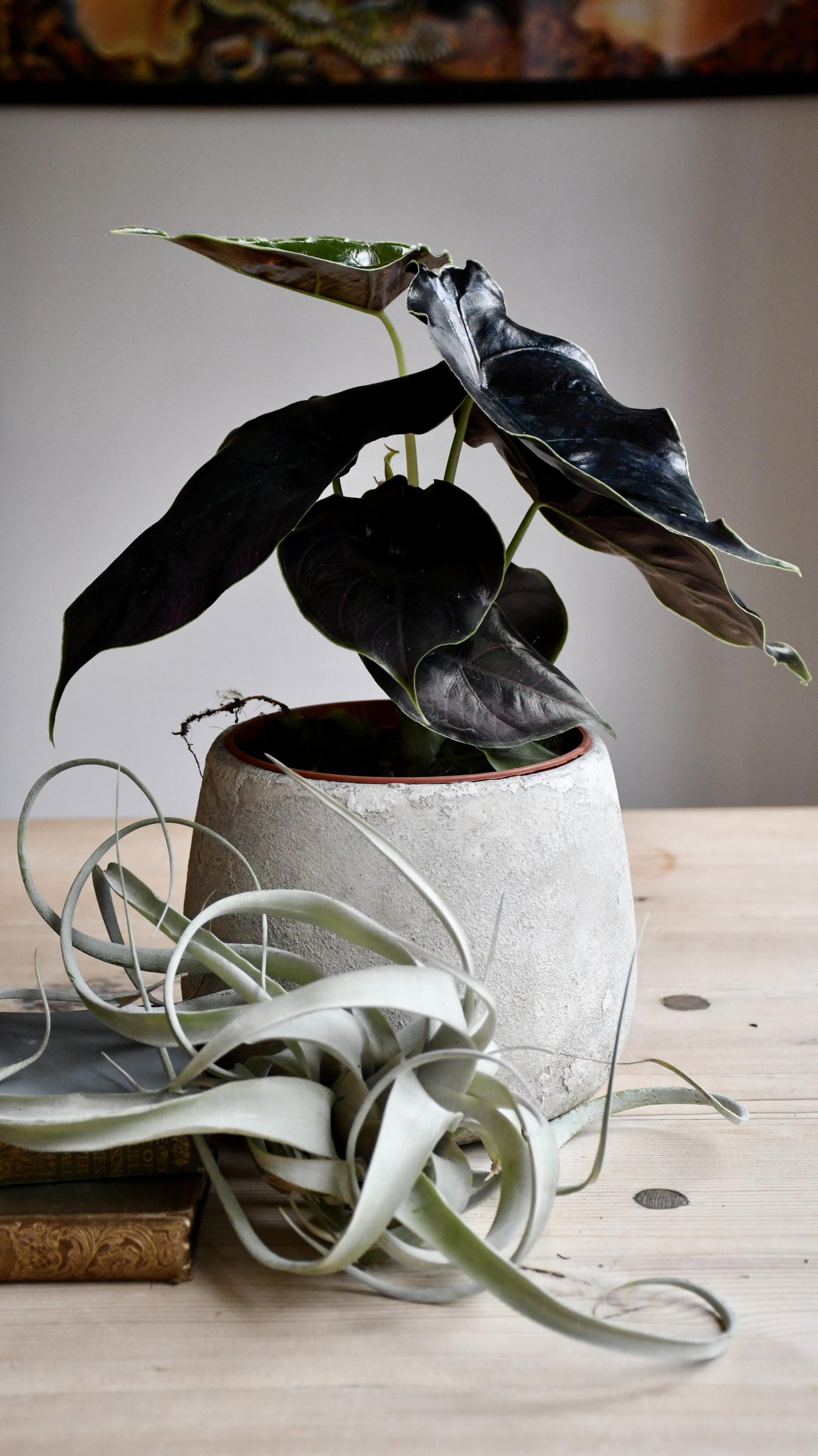 Alocasia Azlanii (Jewel Alocasia 'Red Mambo')