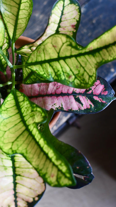 Croton Codiaeum variegatum 'Wilma' (Croton Wilma, Wilma Croton Plant)