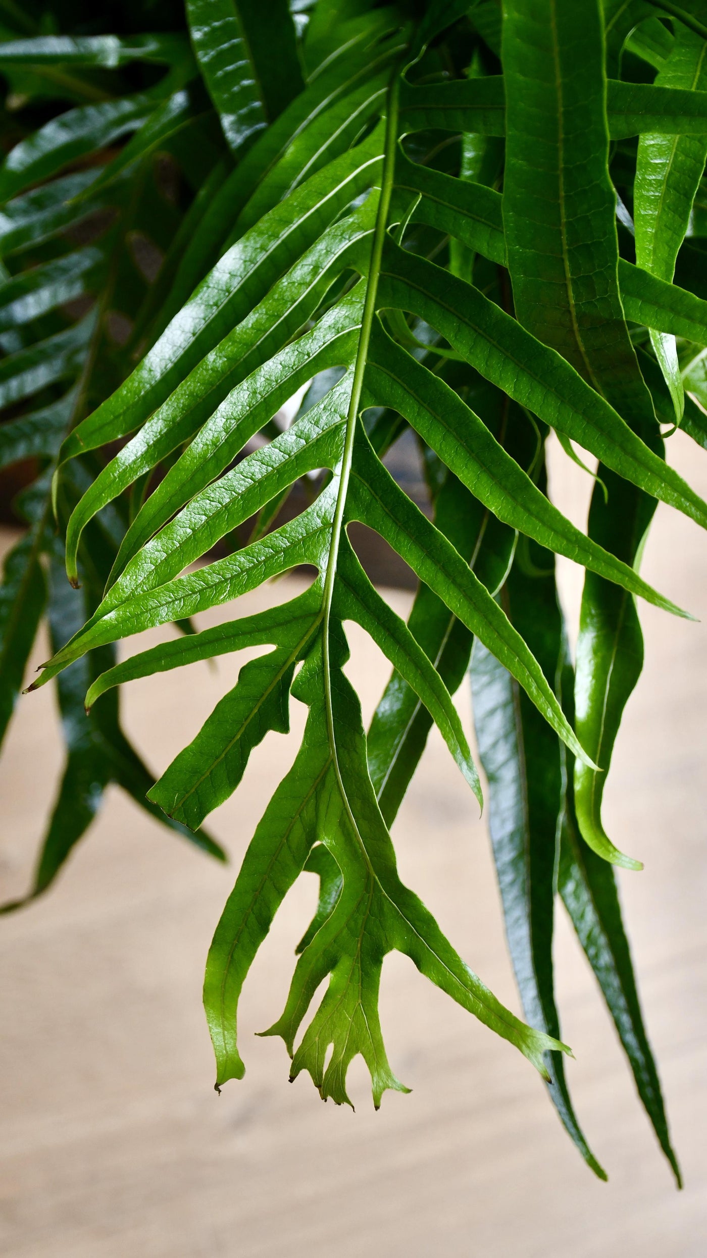 XL Aglomorpha Coronans - Snake Leaf Fern