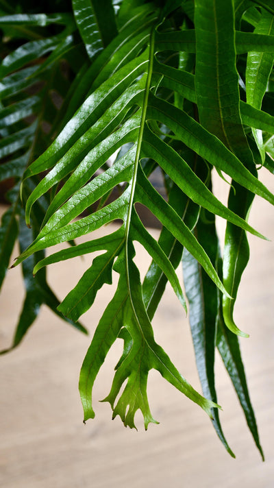 XL Aglomorpha Coronans - Snake Leaf Fern