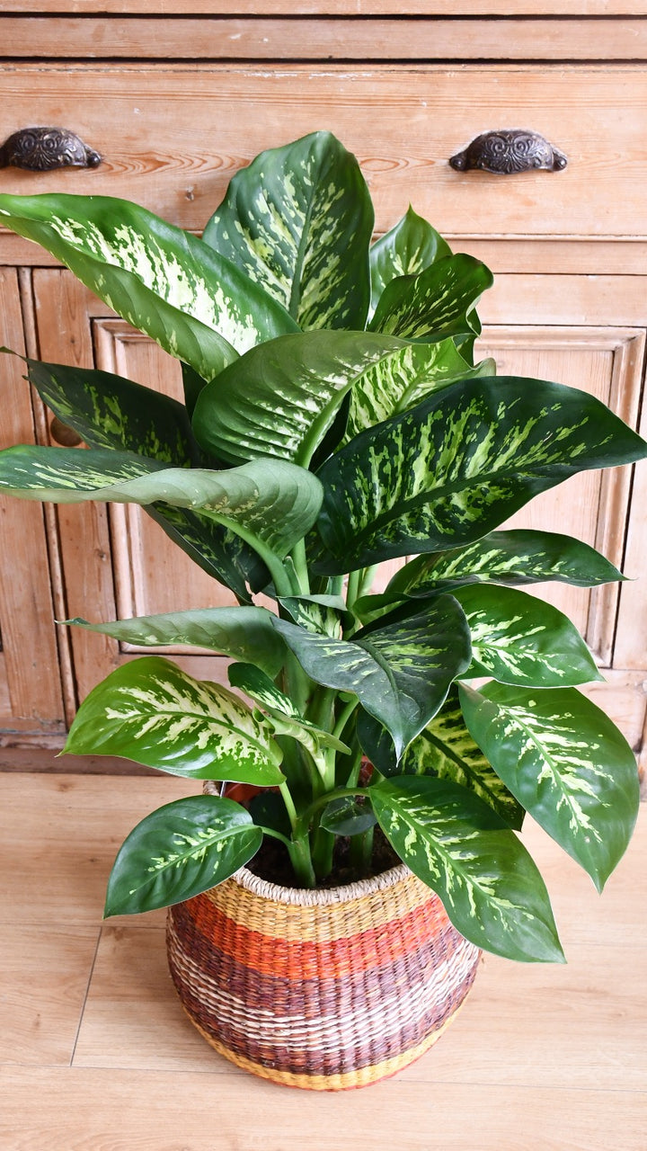 tropic snow dieffenbachia care Dumb Cane Tropic Snow | Dieffenbachia
