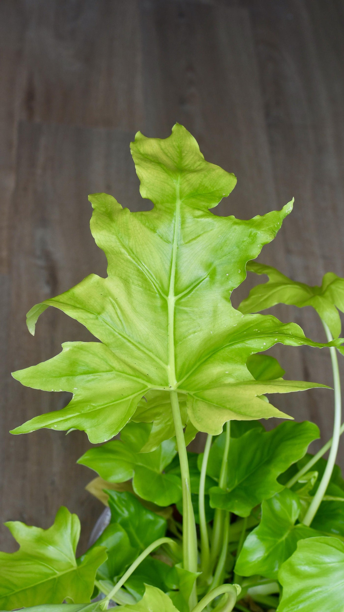 philodendron warscewiczii aurea mature size Philodendron Warscrewiczii Aurea Flavum