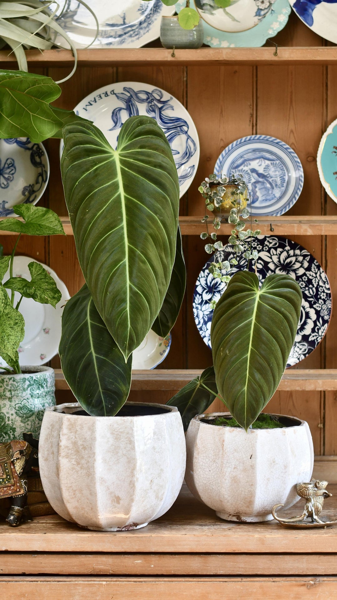 philodendron melanochrysum uk Philodendron Melanochrysum | UK Delivery