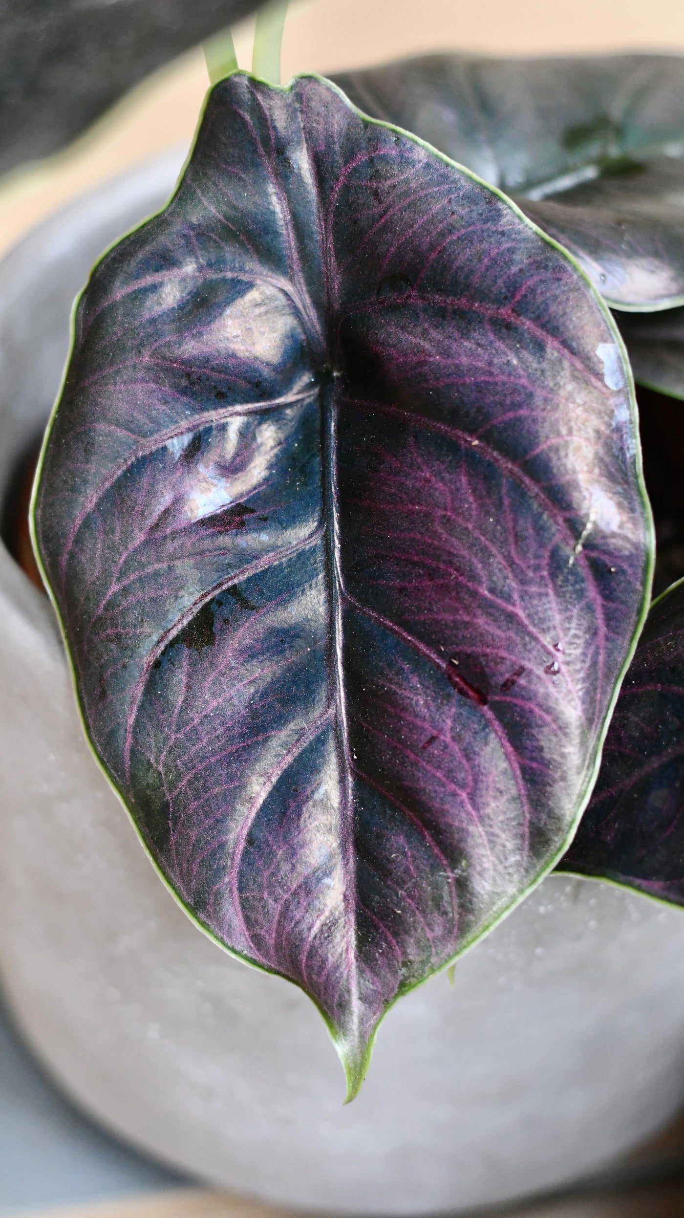 Alocasia Azlanii (Jewel Alocasia 'Red Mambo')