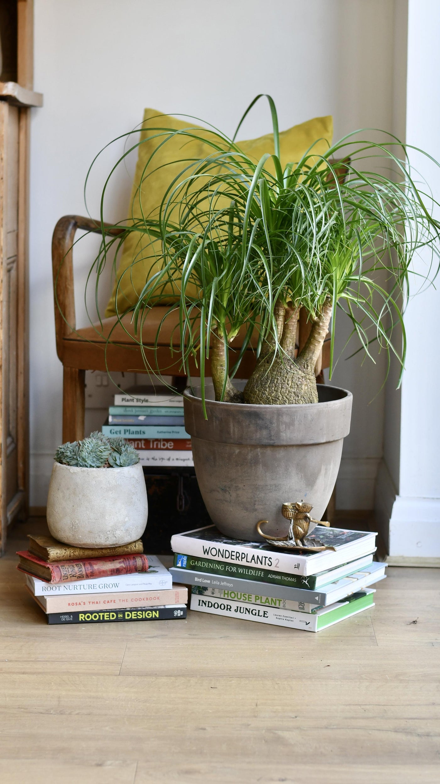 Nolina Recurvata - Ponytail Palm