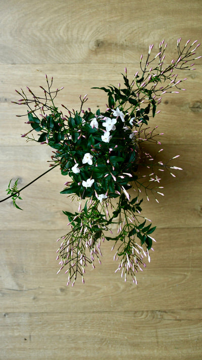 Common White Jasmine & Pot (Jasminum Polyanthium)