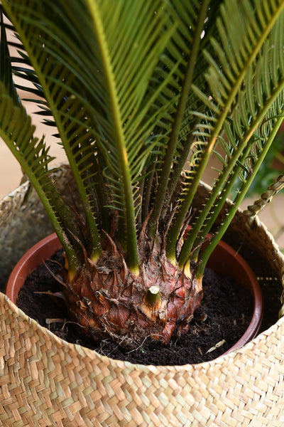 Cycas Revoluta - Sago Palm