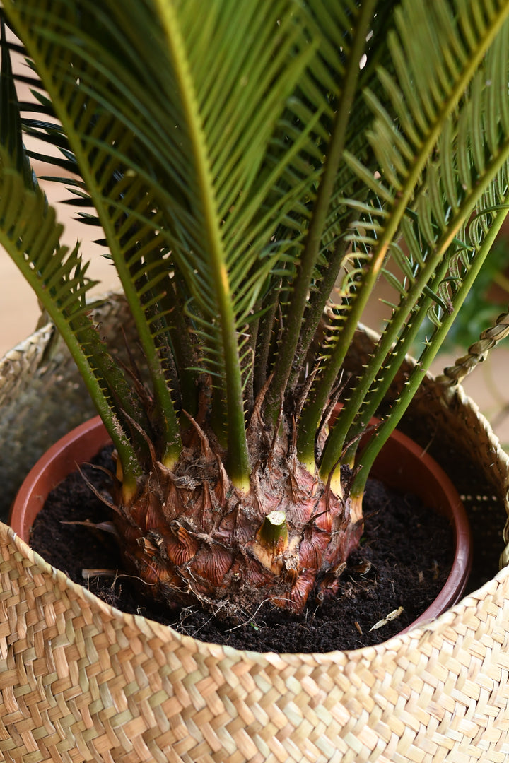 sago palm plant indoor Cycas Revoluta | Sago Palm