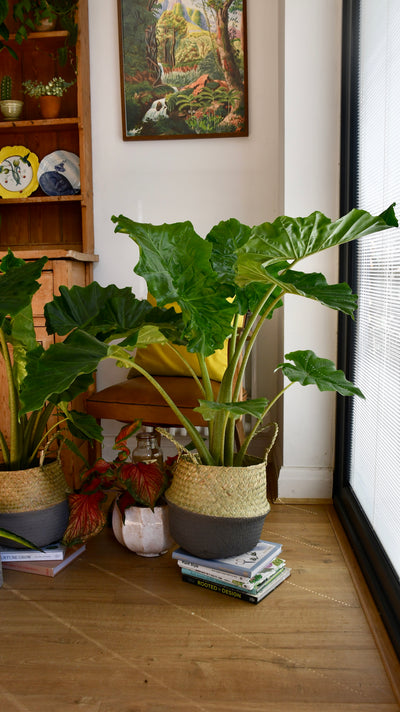 Alocasia Portodora (Elephant Ear)