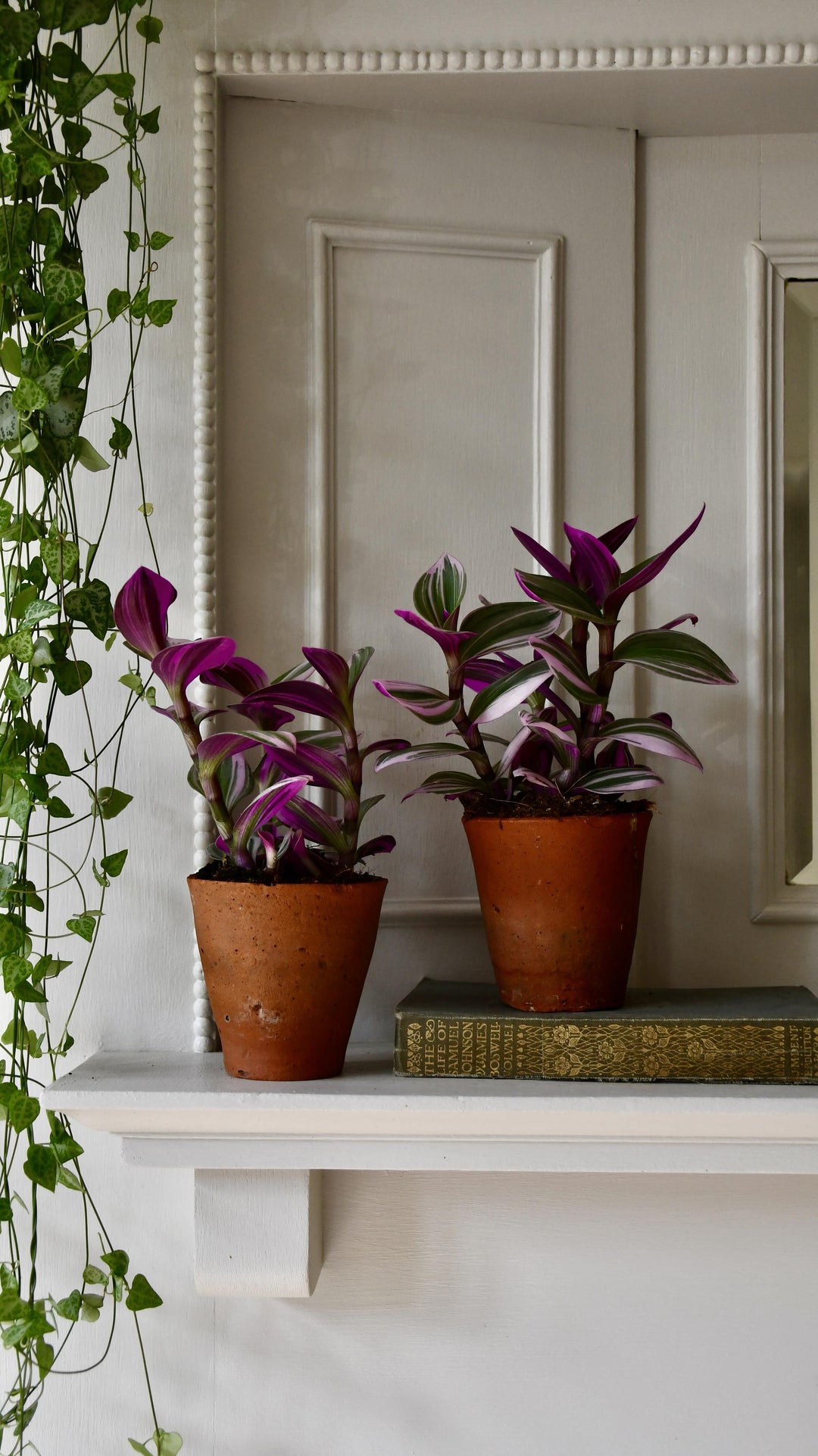 tradescantia nanouk pink trailing house plant Tradescantia Nanouk