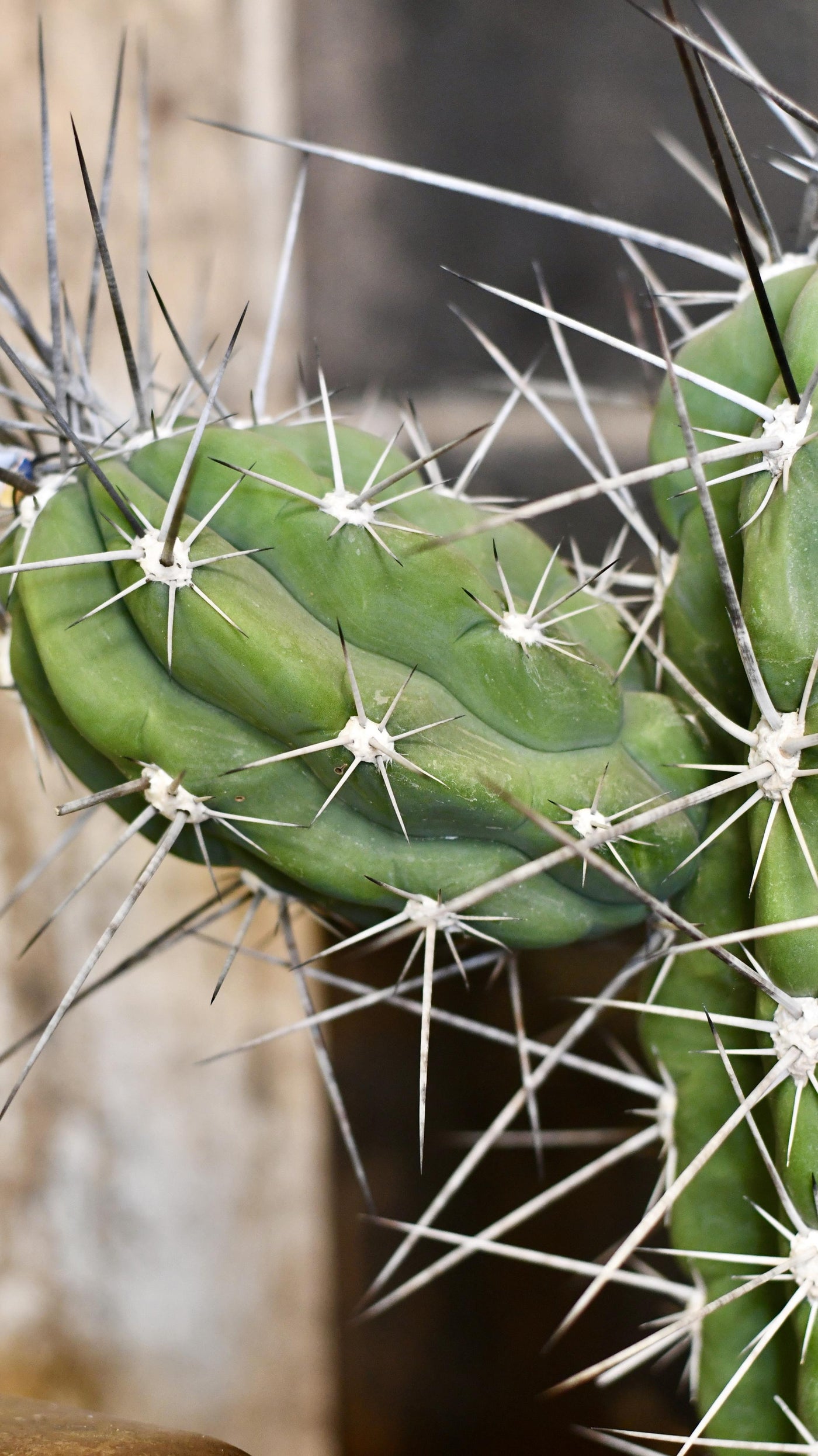 Stetsonia coryne - Toothpick Cactus *rare*