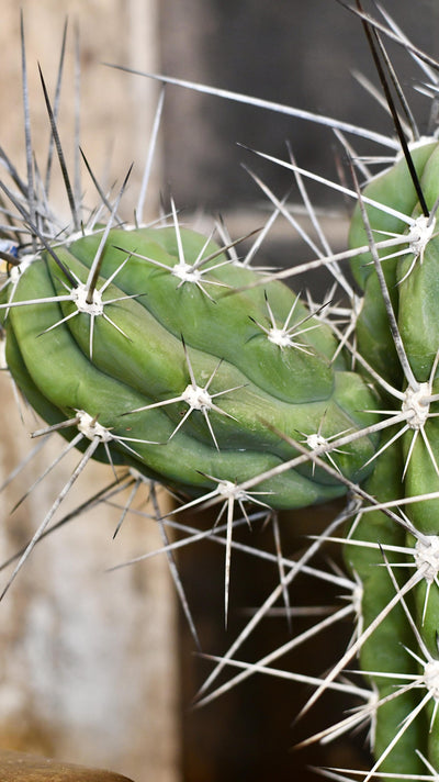 Stetsonia coryne - Toothpick Cactus *rare*