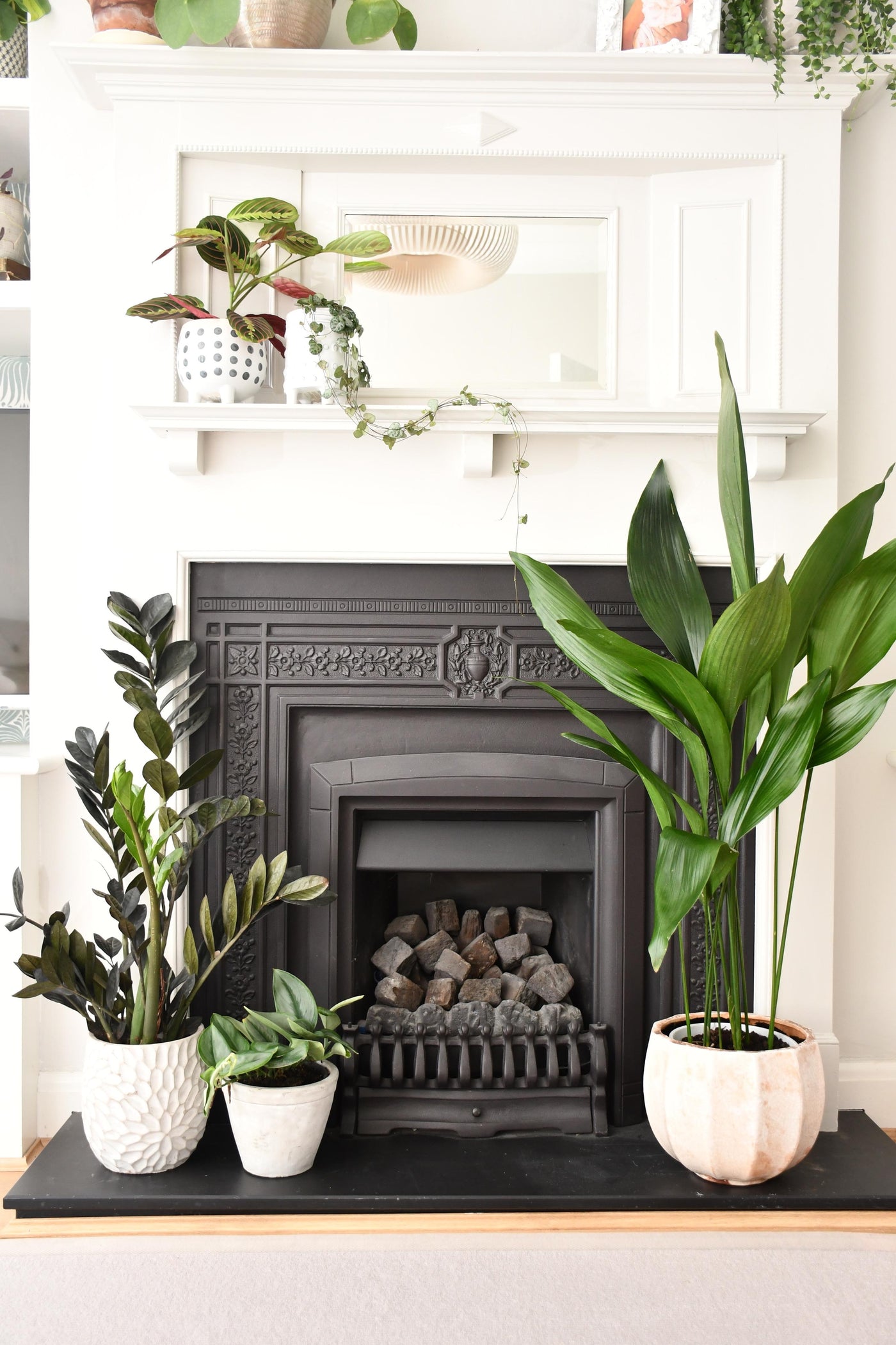 XL Aspidistra Elatior (Cast Iron Plant)