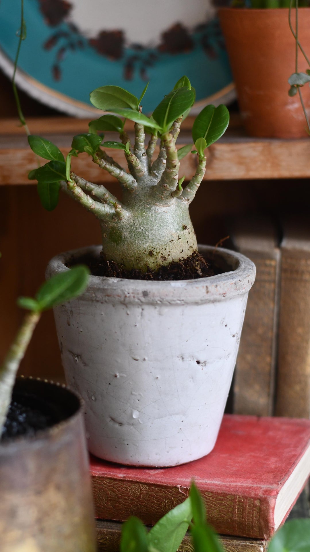baobab succulent Small Adenium Baobab | UK Delivery