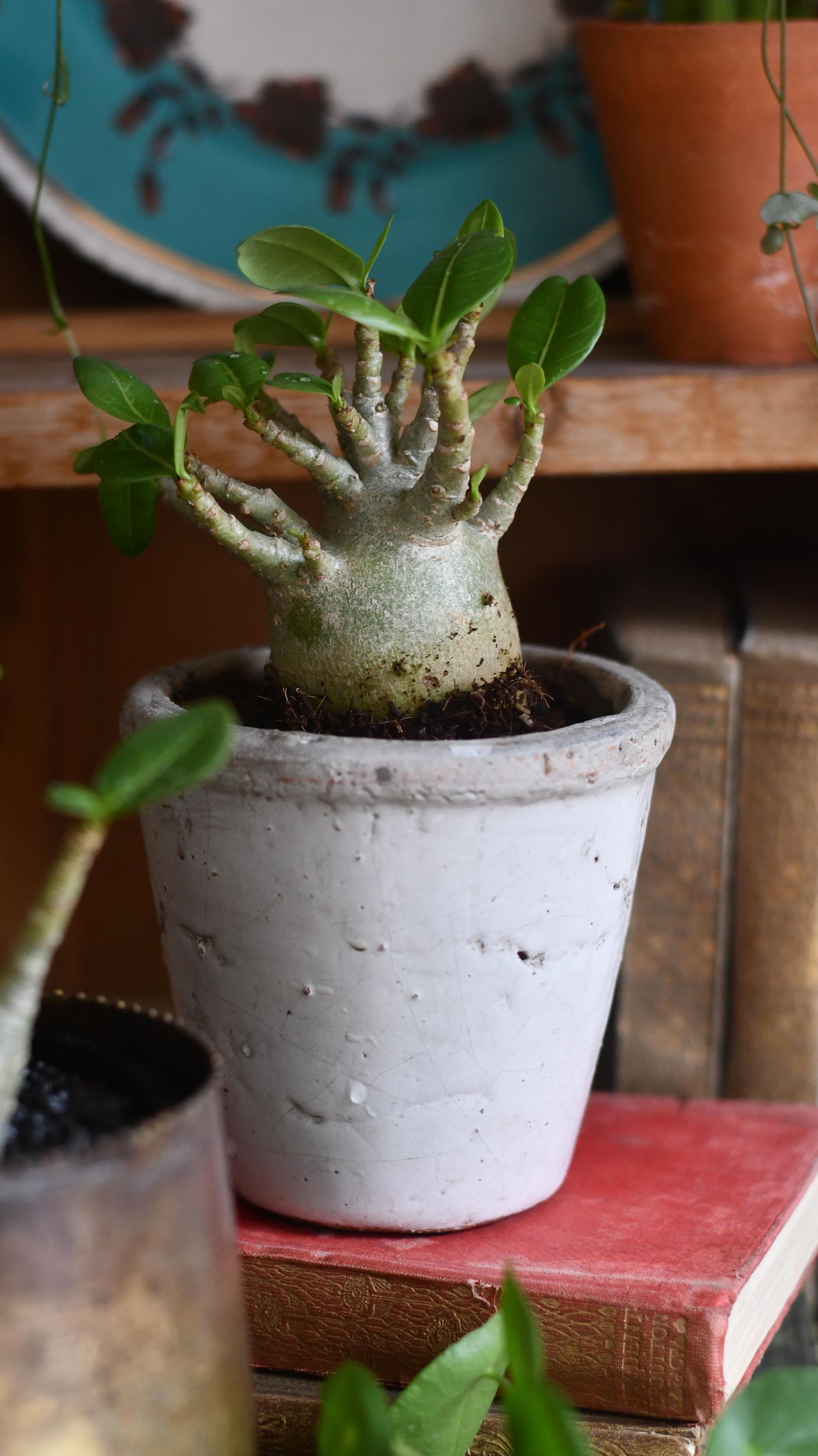 Small Adenium Baobab