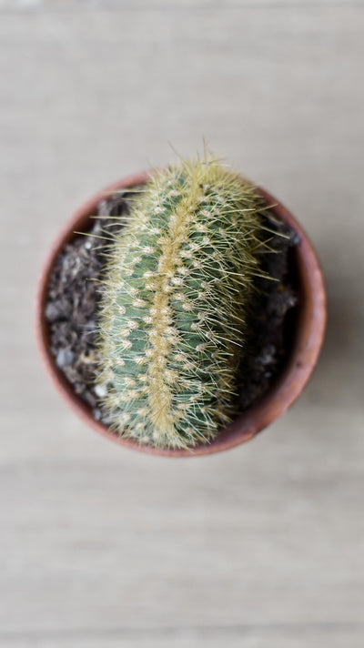 Haageocereus Aureispinus Cristata