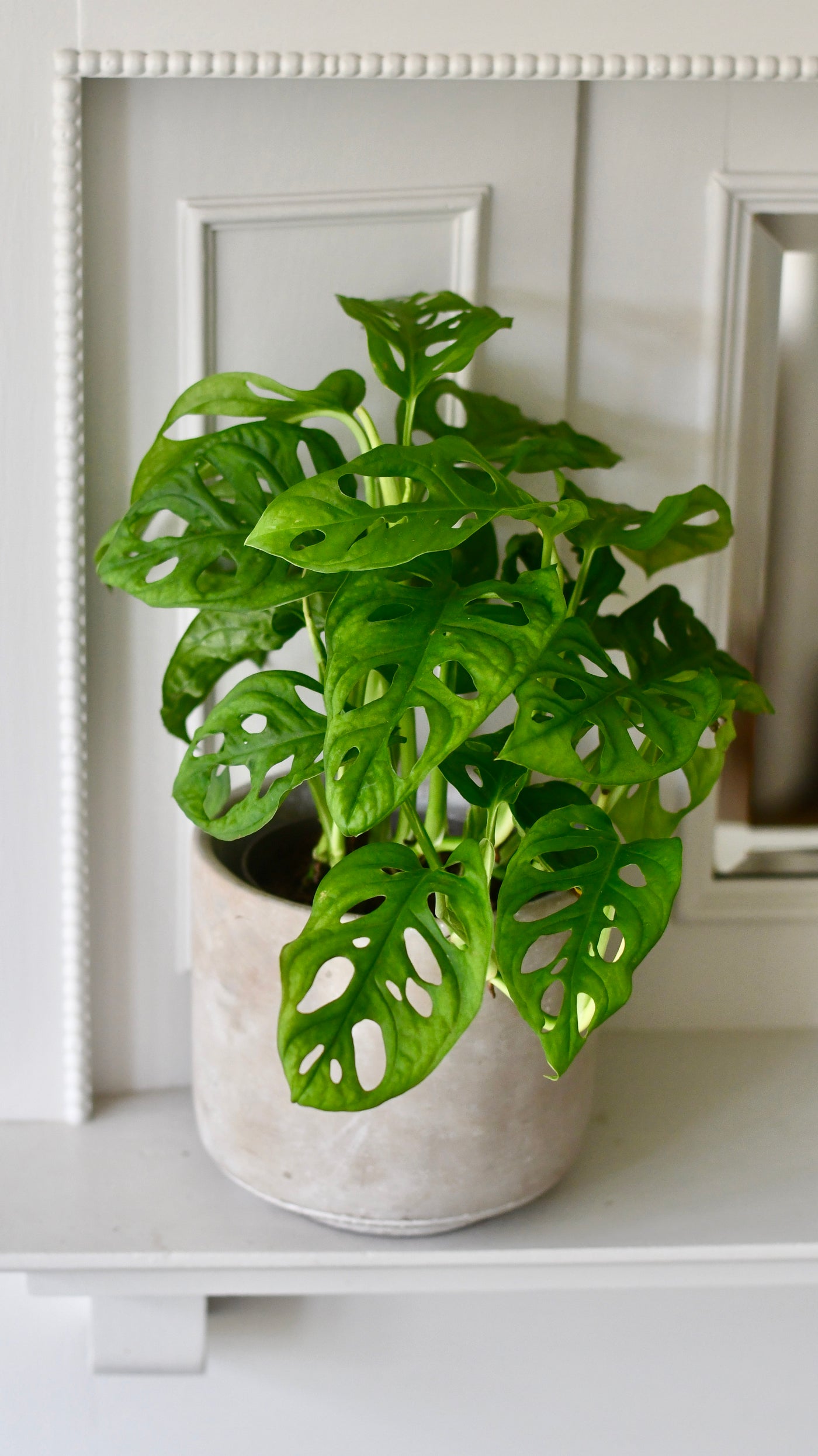 monstera monkey leaf swiss cheese plant Monstera Obliqua | Monkey Mask