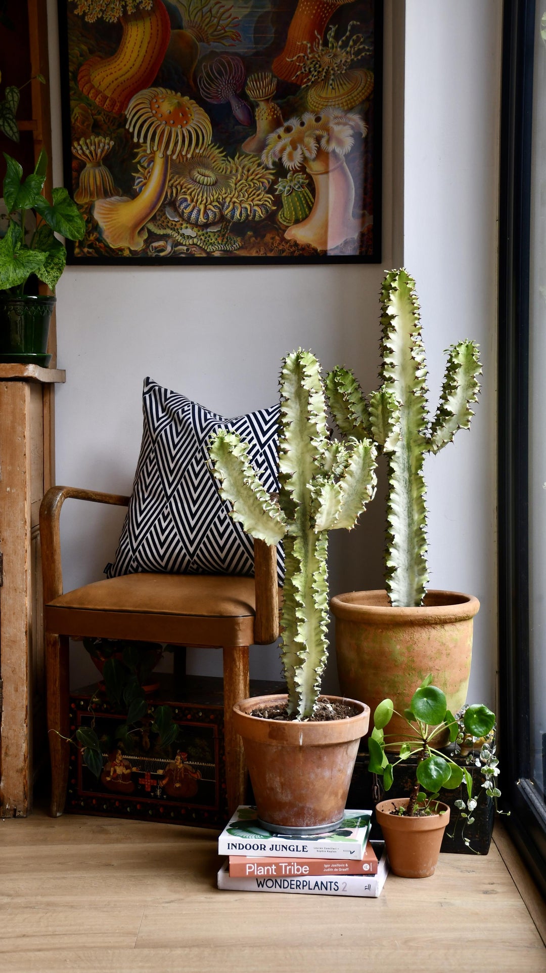 rare cactus house plants Euphorbia Erytrea Variegata | Rare Cactus
