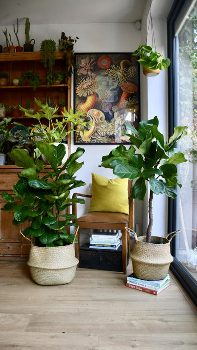 Ficus Lyrata Tree (Fiddle Fig Tree)
