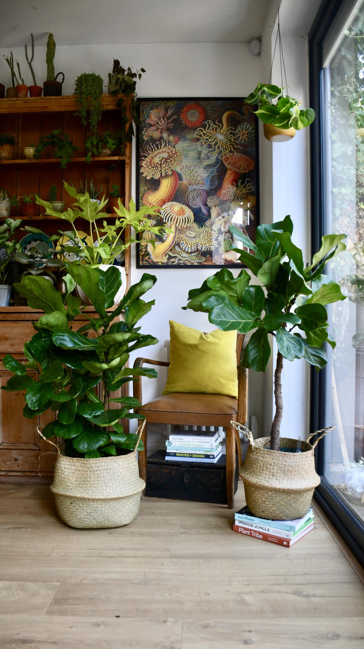 best indoor house plants ficus Tall Fiddle Leaf Fig Bush | Ficus Lyrata