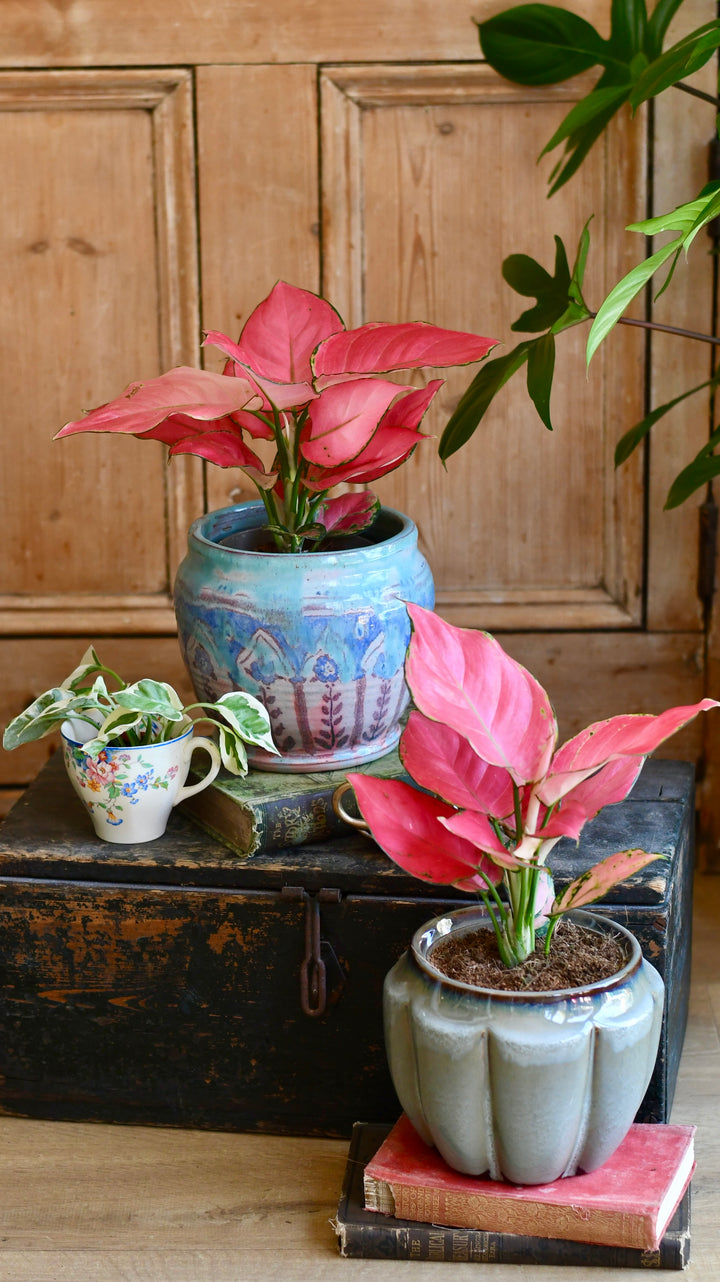 aglaonema pink valentine flower Aglaonema Pink Star | Rare Houseplants