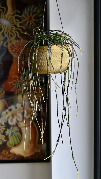 Cynanchum Marnierianum - Bundle of Sticks