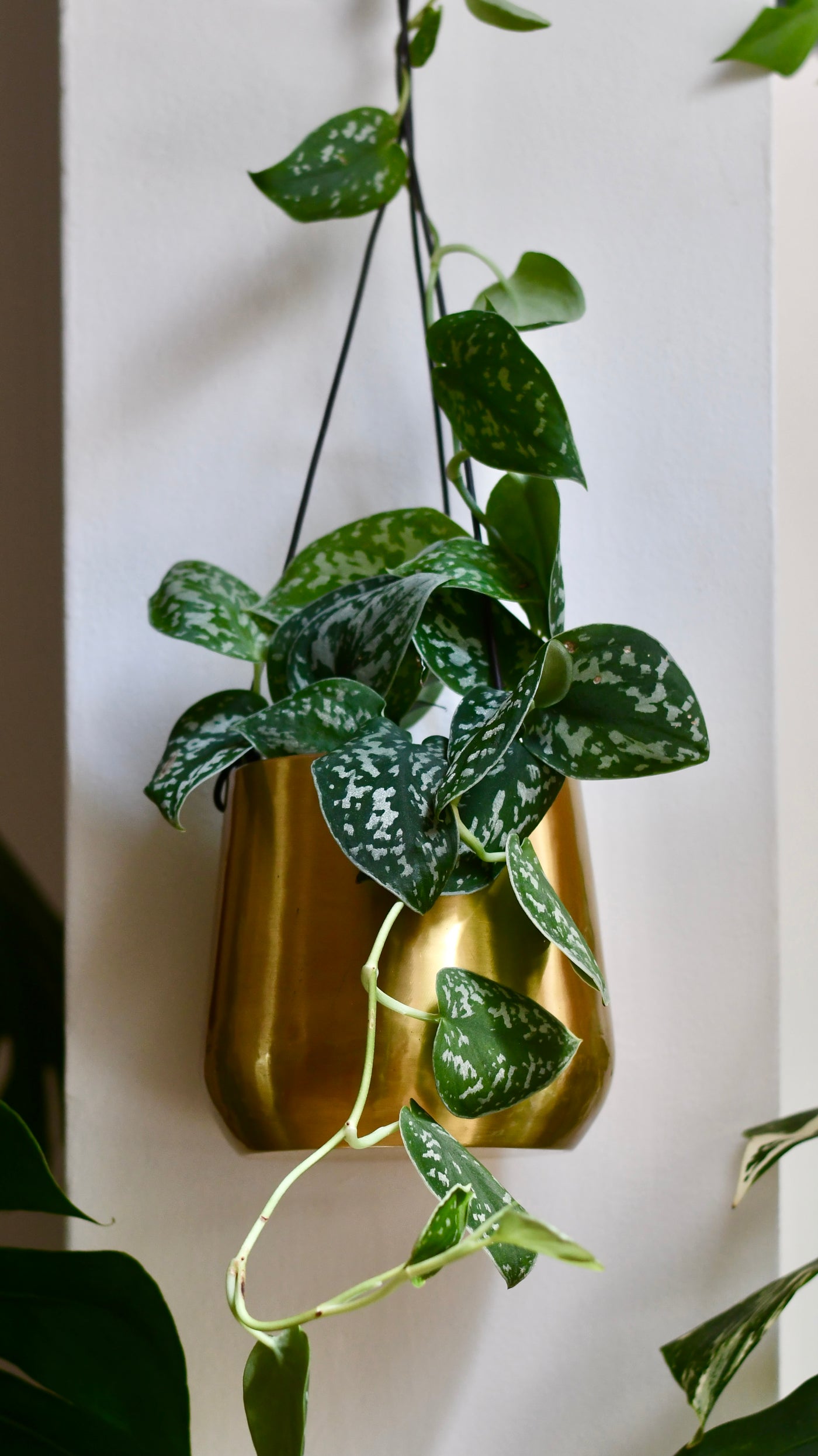 pothos argyraeus Scindapsus Pictus Argyraeus | Satin Pothos