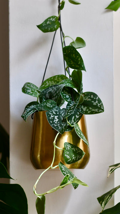 Scindapsus Pictus Argyraeus & Brass Hanging Planter