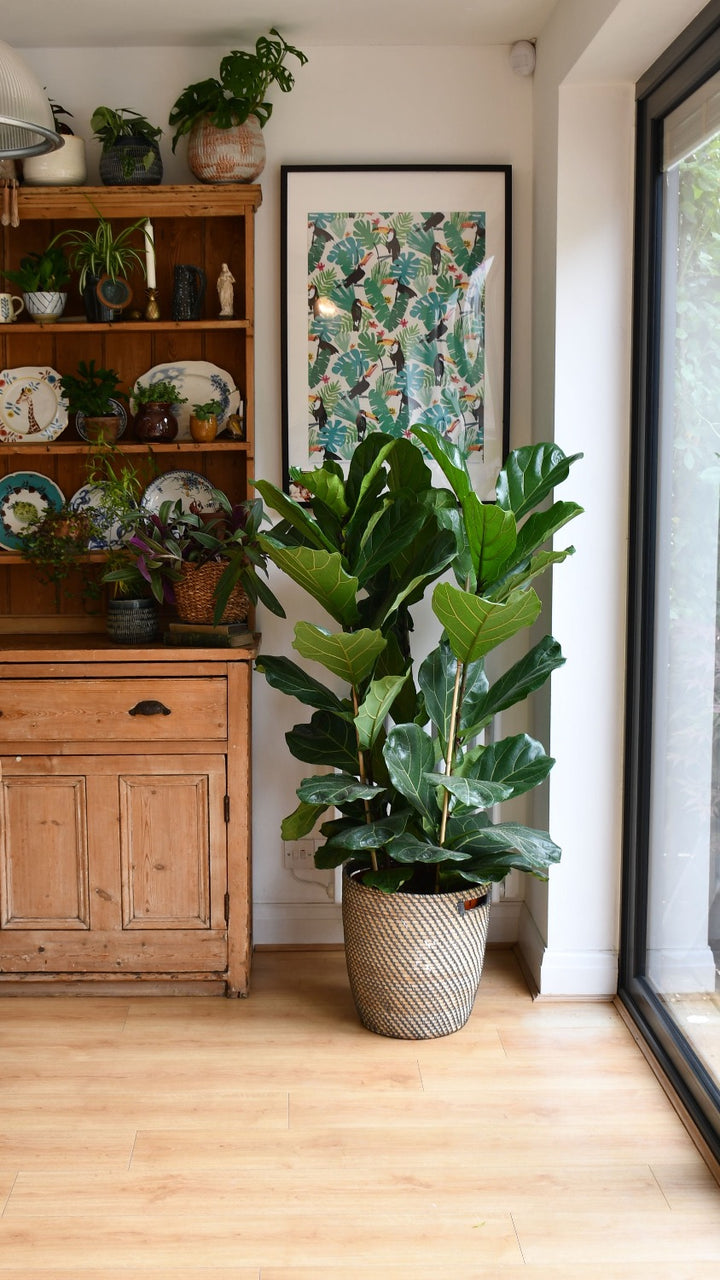 fiddle leaf fig tree for sale uk Tall Fiddle Leaf Fig Bush | Ficus Lyrata
