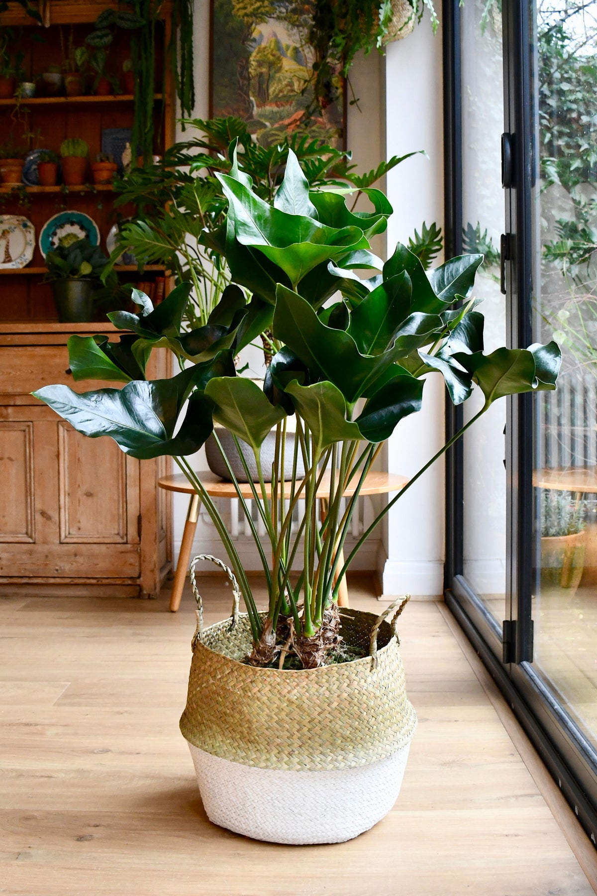 anthurium arrow flower Anthurium Arrow