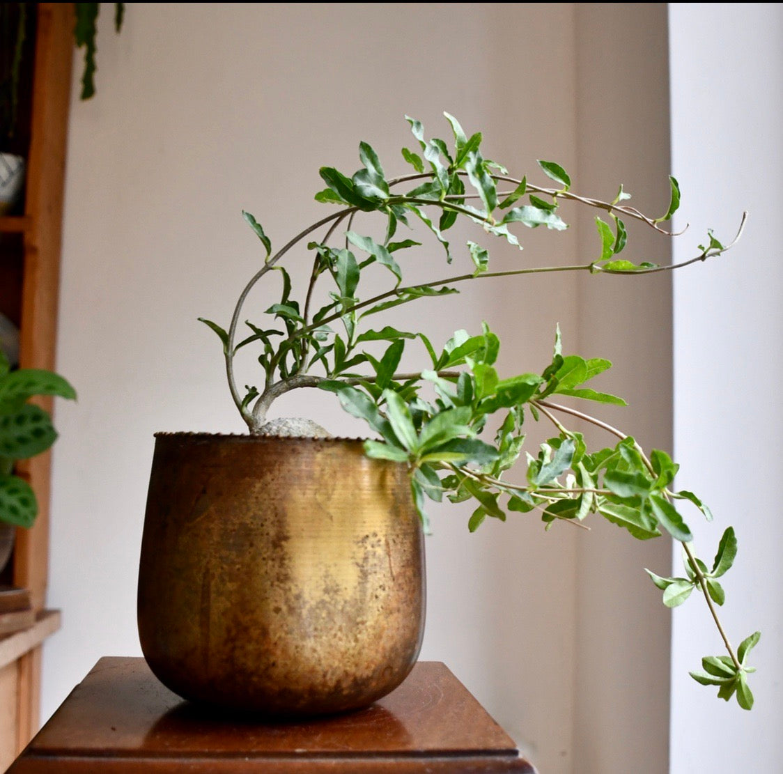 Fockea Edulis