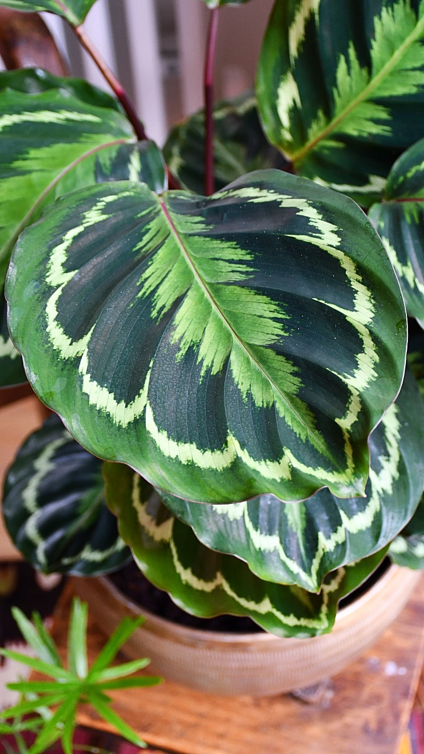 Calathea Veitchiana, Calathea Medallion, Prayer Plant