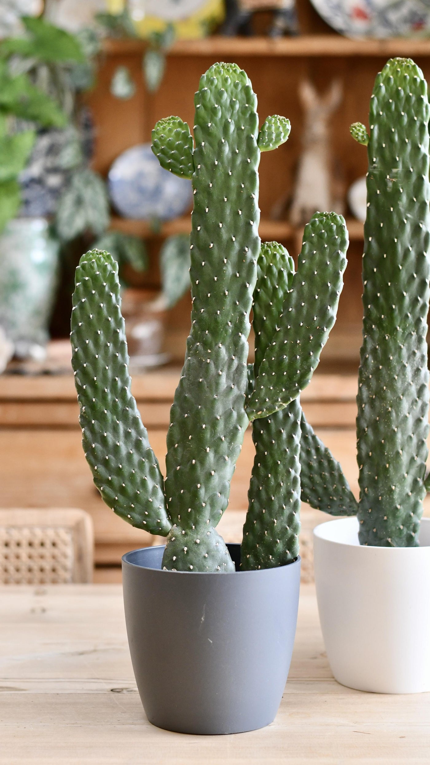 Opuntia Rubescens Console